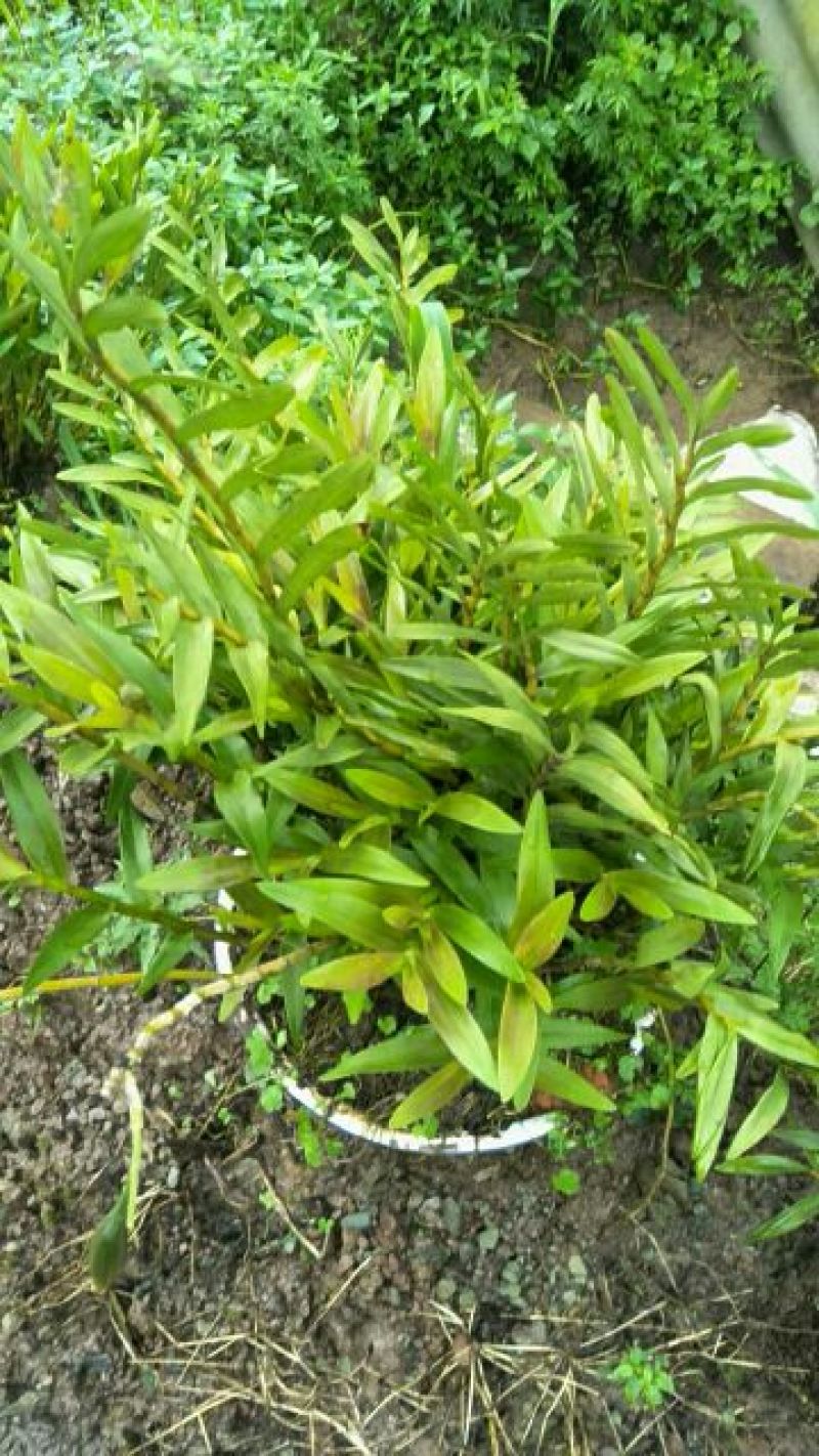 石斛，叠鞘石斛，可做盆景我们这里种植有200多年了的历史