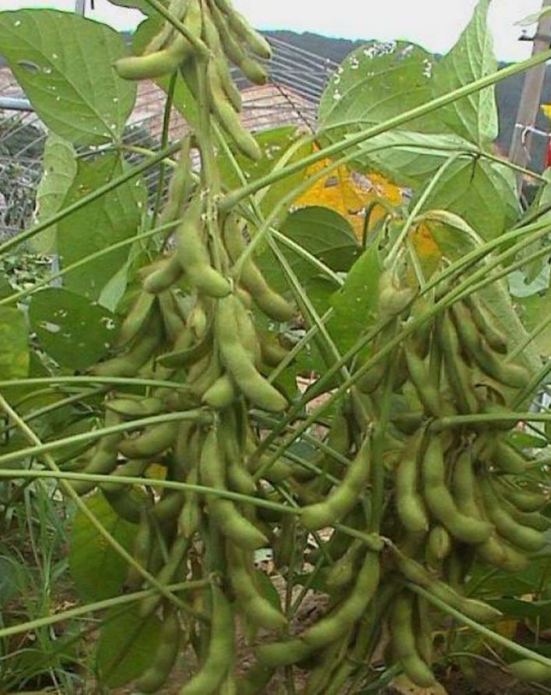 花生大豆（饱多收）专用膨大素