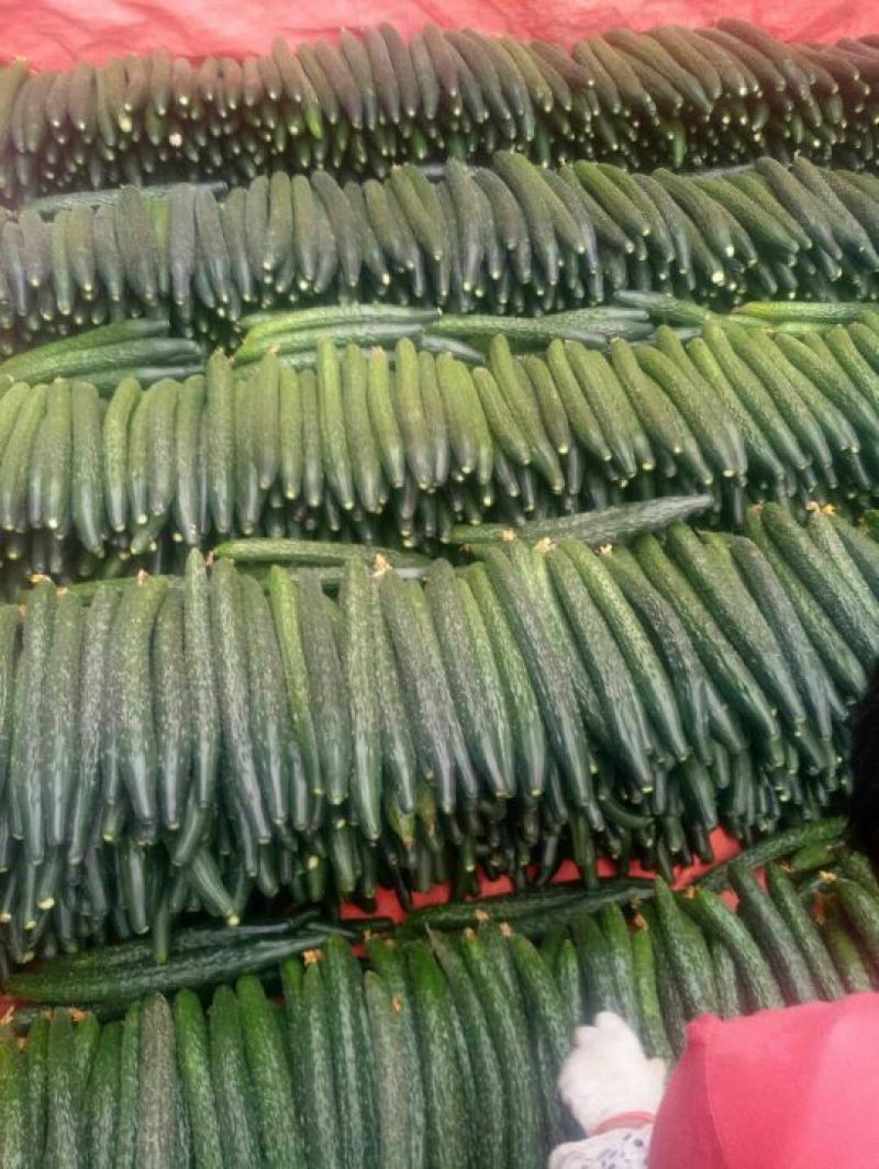 黄瓜：密刺黄瓜：干花带刺！