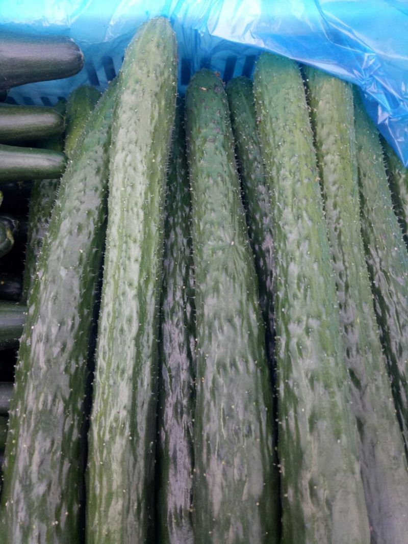 黄瓜：密刺黄瓜：干花带刺！