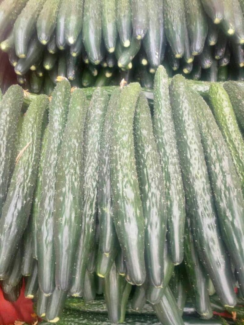 精品密刺黄瓜：干花带刺：油亮黄瓜！产地直发，品质保证