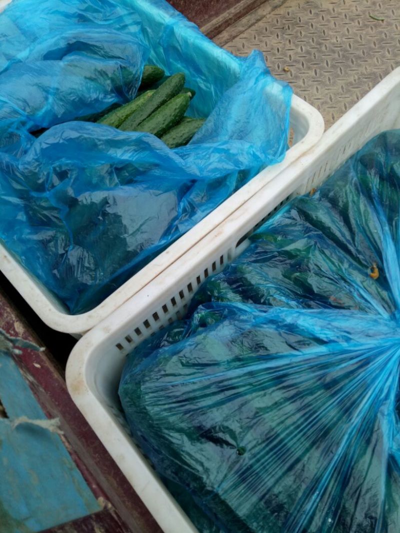 精品密刺黄瓜：干花带刺：油亮黄瓜！产地直发，品质保证