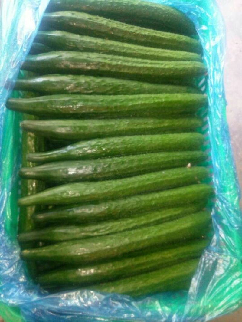 精品密刺黄瓜：干花带刺：油亮黄瓜！产地直发，品质保证