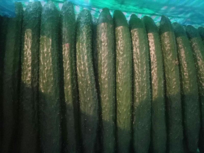 精品密刺黄瓜：干花带刺：油亮黄瓜！产地直发，品质保证