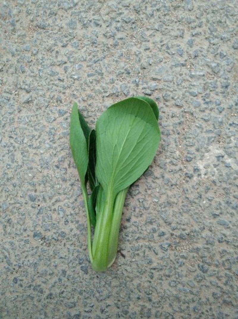 精品小青菜，长年配送，诚信经营，一次合作