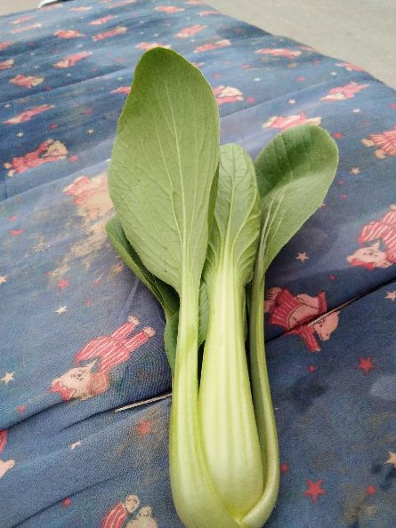 精品小青菜，长年配送，诚信经营，一次合作