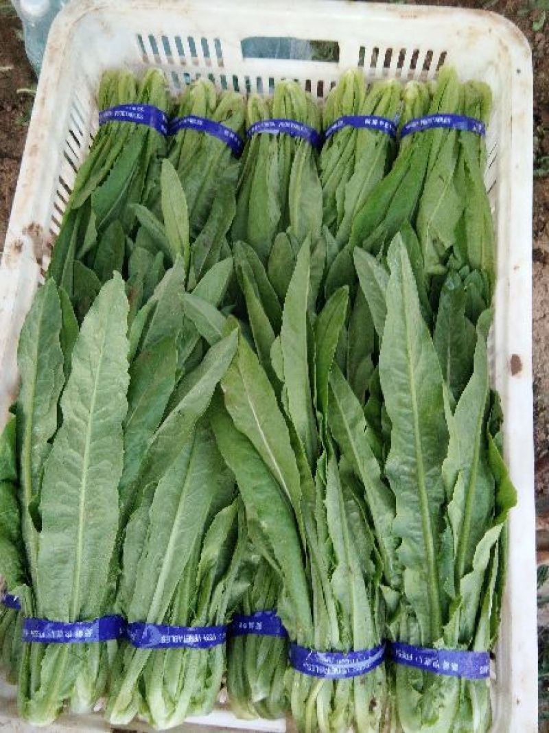 精品小青菜，长年配送，诚信经营，一次合作