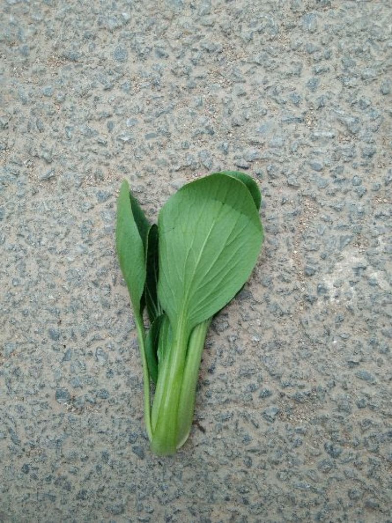 精品小青菜，长年配送，诚信经营，一次合作