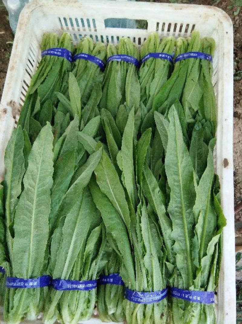 精品小青菜，长年配送，诚信经营，一次合作