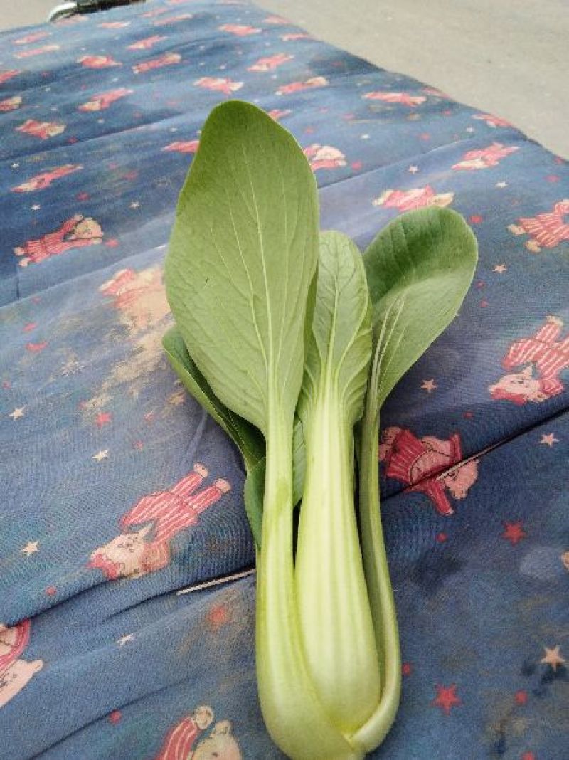 精品小青菜，长年配送，诚信经营，一次合作