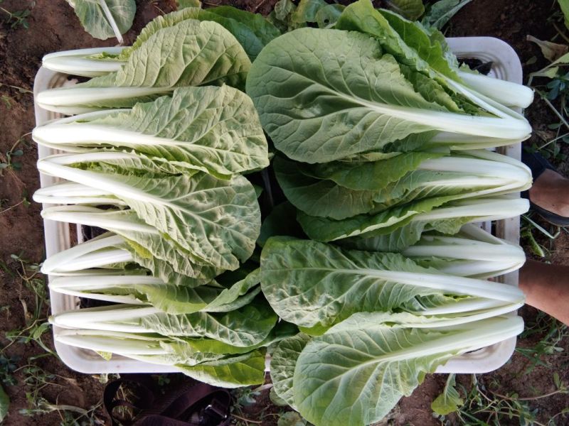 精品小青菜，长年配送，诚信经营，一次合作