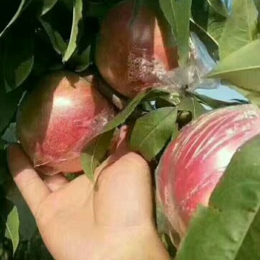 油桃