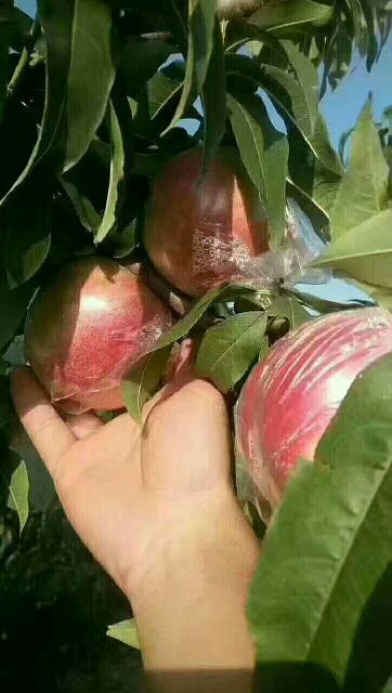 油桃