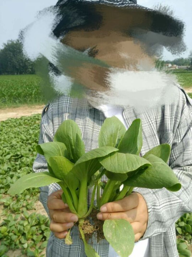 上海青