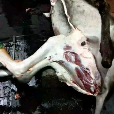 驴肉