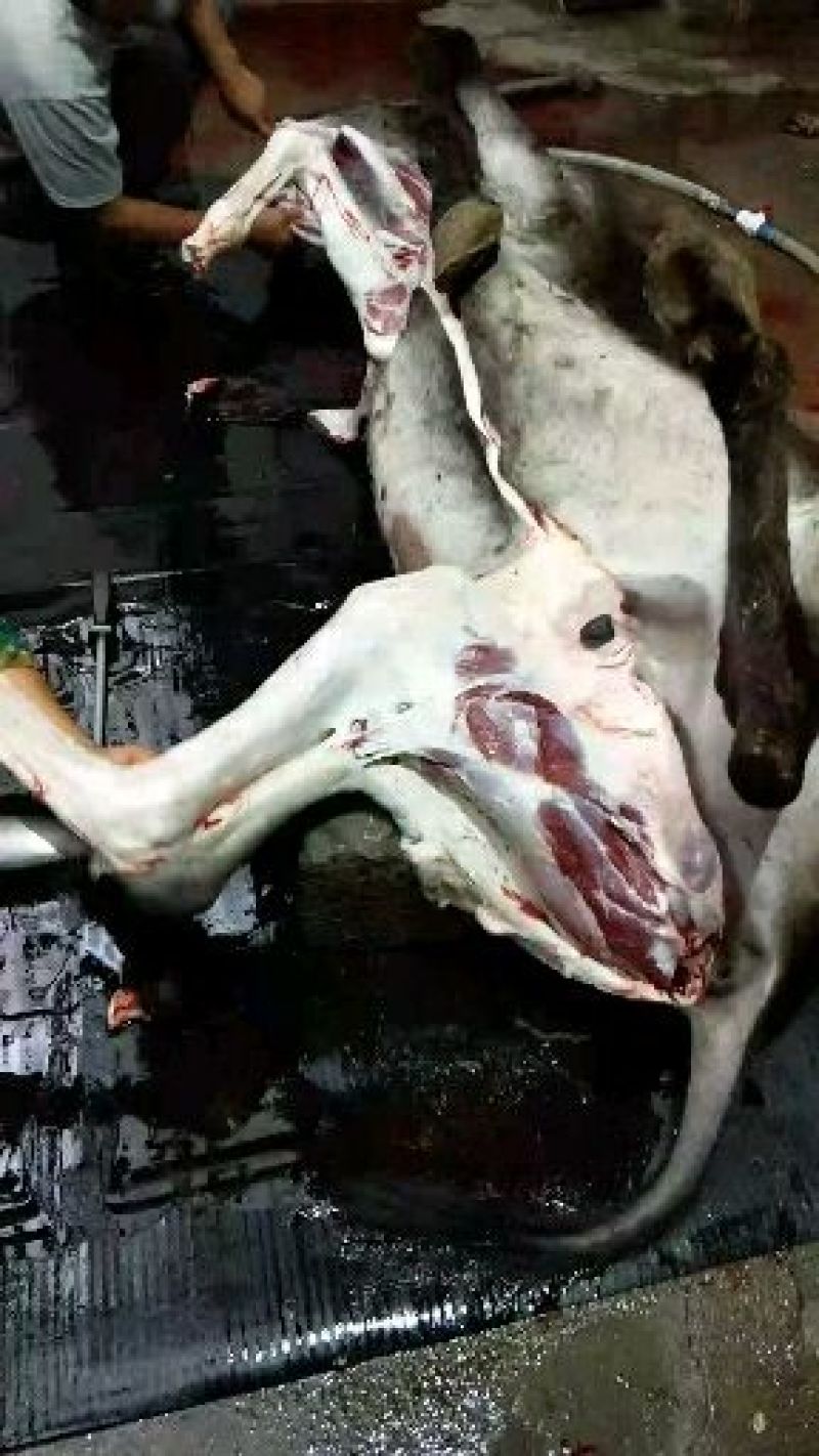 驴肉