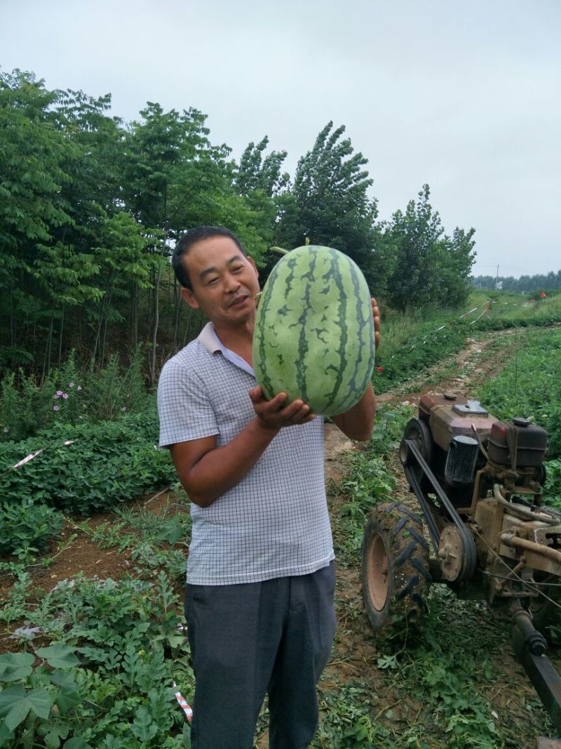 金成五十斤打底长花瓜！大红嚷含糖量15量大从优
