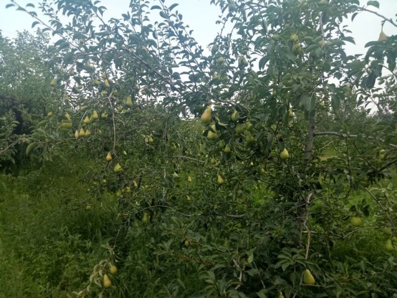 大巴梨，又名三季梨，洋梨，葫芦梨等，联系我时说在一亩田上