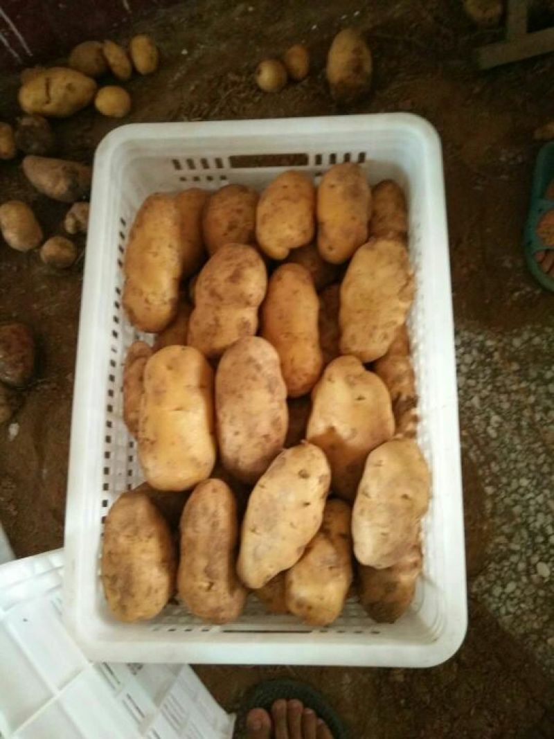 山东荷兰十五土豆全国发货价格合适