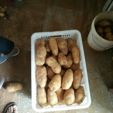 山东荷兰十五土豆全国发货价格合适