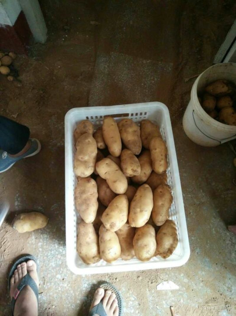 山东荷兰十五土豆全国发货价格合适