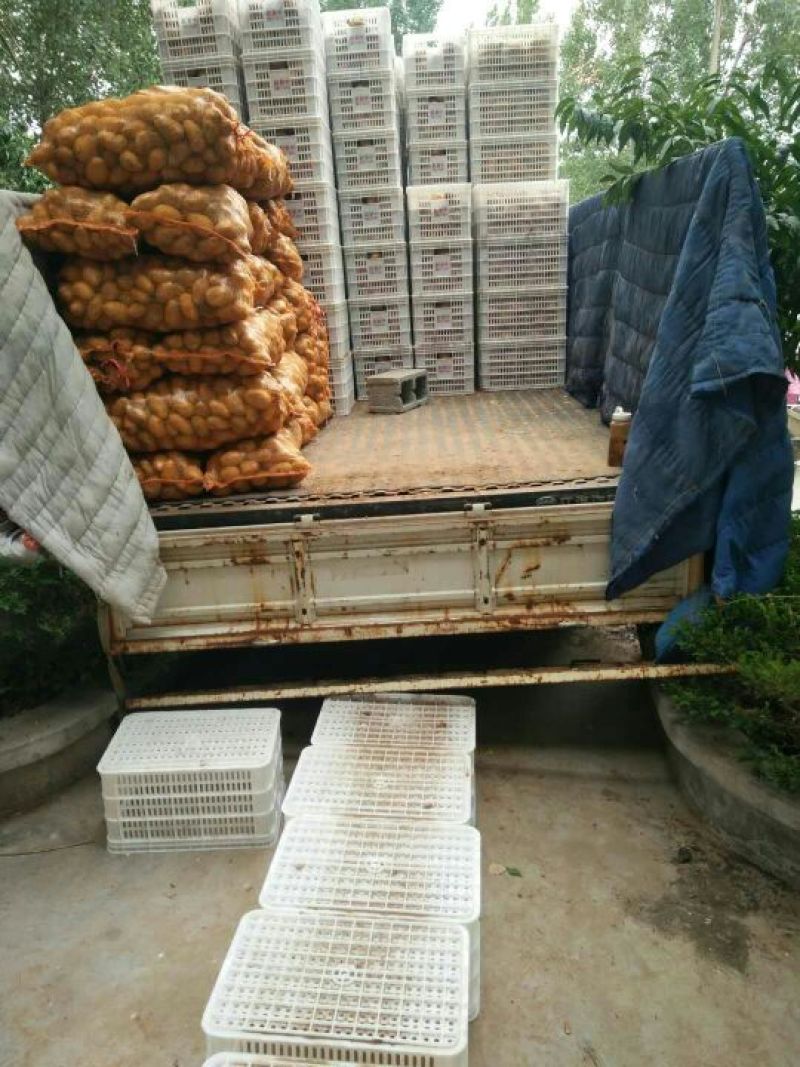 山东荷兰十五土豆全国发货价格合适