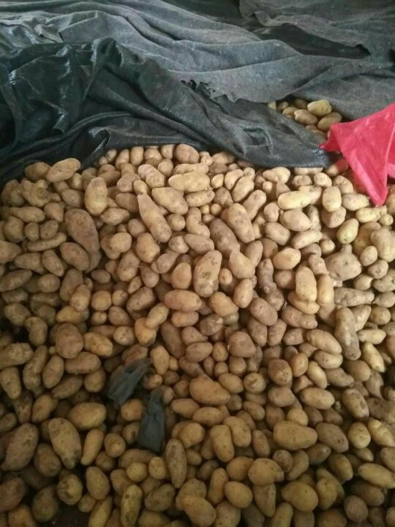 山东荷兰十五土豆全国发货价格合适