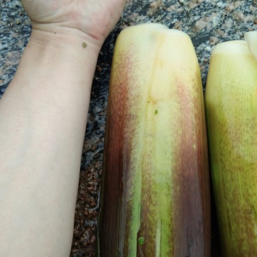 百度岳西茭白优质双季茭白老根种苗纯度高量大协助销售