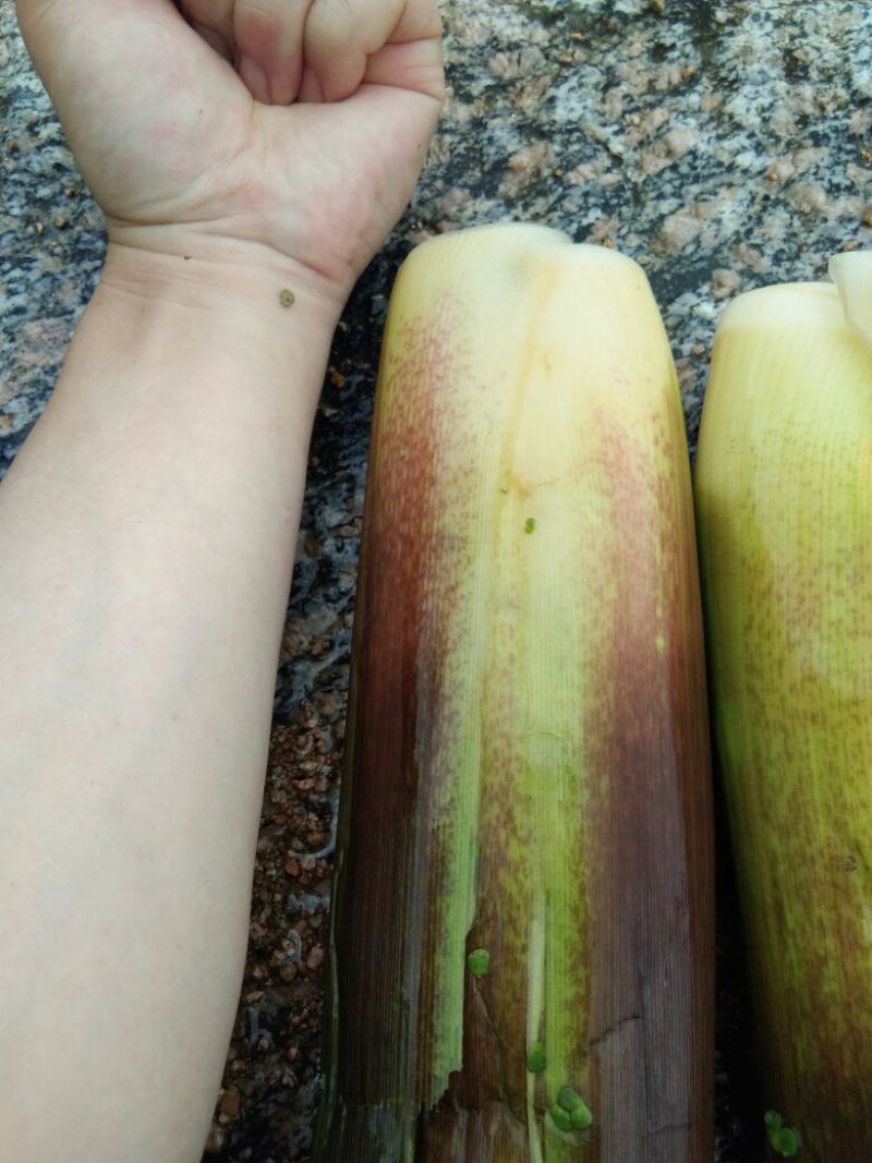 岳西茭白双季单季高产茭白种苗结茭老茎地理标志产品
