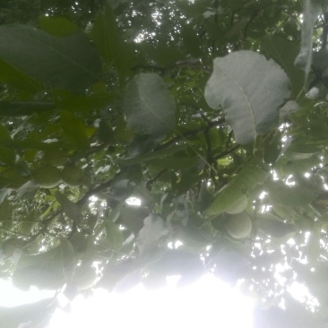 清皮，薄皮核桃