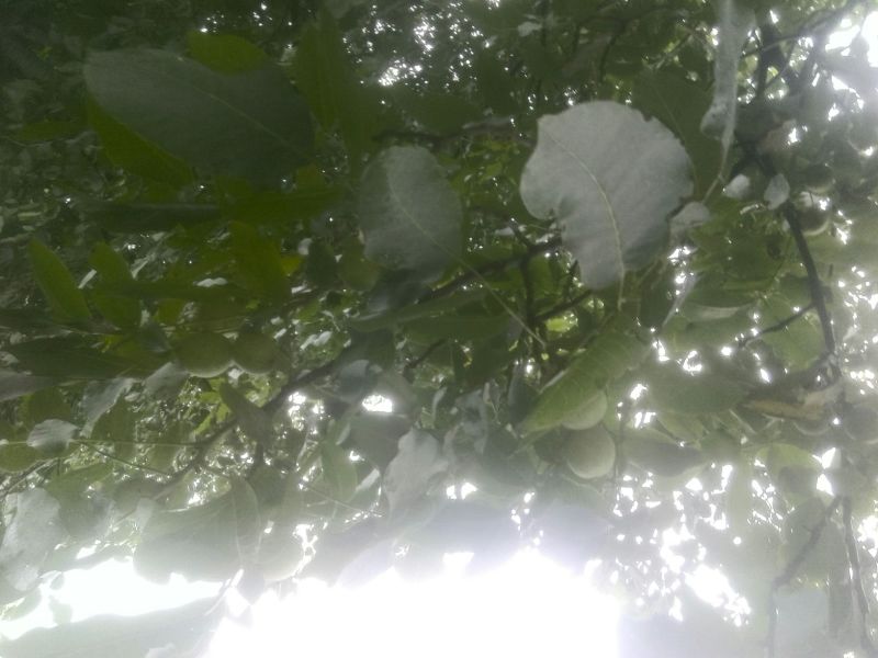 清皮，薄皮核桃