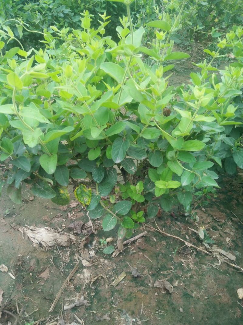 金银花1米以下