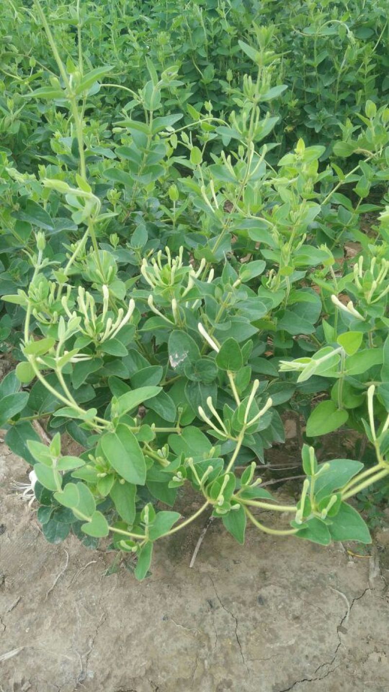 金银花1米以下
