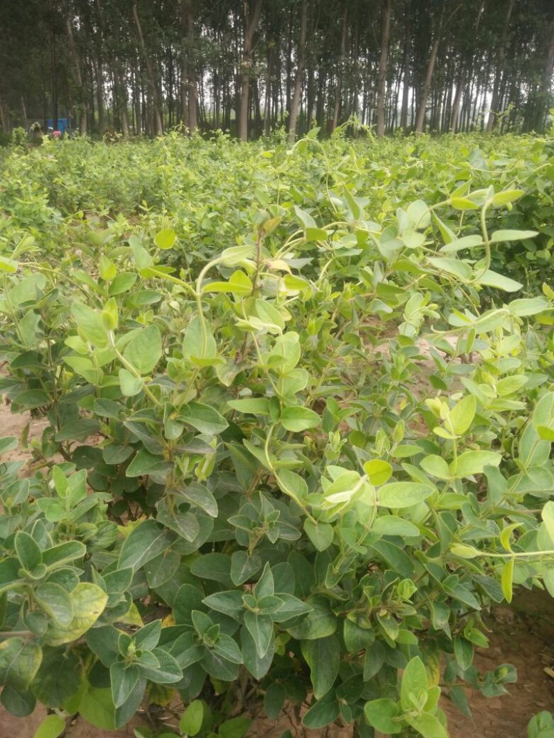 金银花1米以下