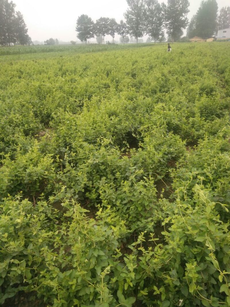 金银花1米以下