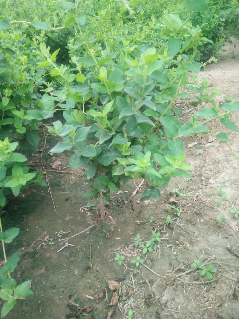 金银花1米以下