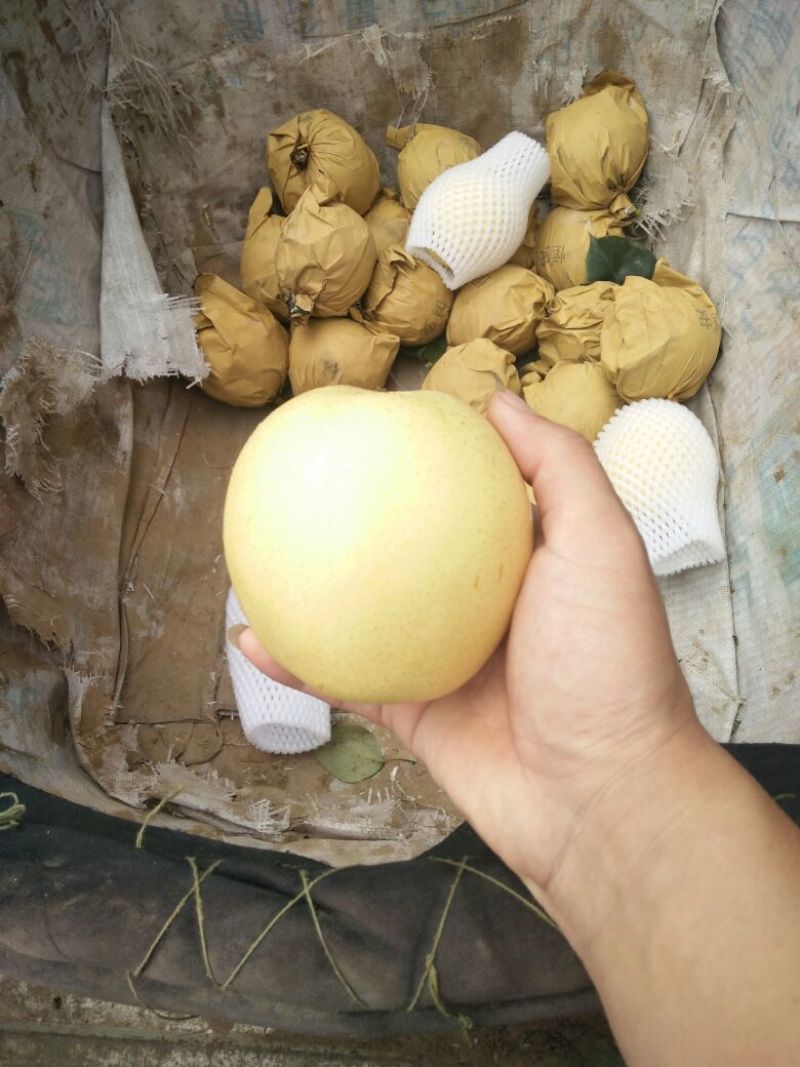 皇冠梨河北万亩基地直供鲜货冷库货常年大量供应