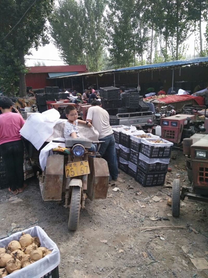 皇冠梨河北万亩基地直供鲜货冷库货常年大量供应