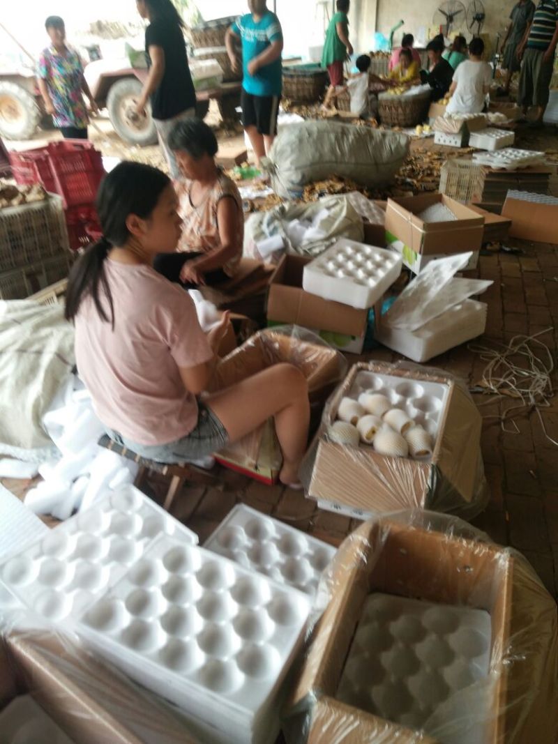 皇冠梨河北万亩基地直供鲜货冷库货常年大量供应