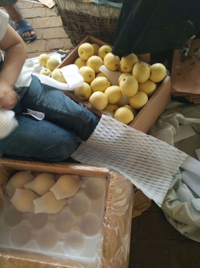 皇冠梨河北万亩基地直供鲜货冷库货常年大量供应