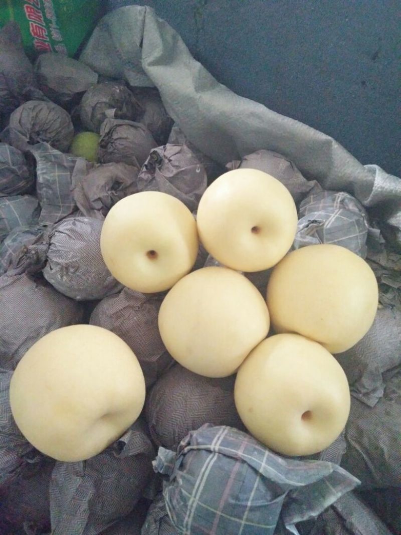皇冠梨河北万亩基地直供鲜货冷库货常年大量供应