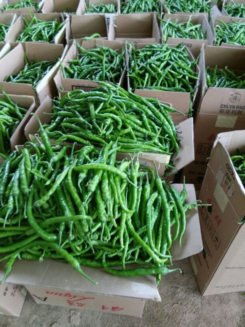 【精品】线椒青黄皮线椒青皮线椒二荆条15~20厘米特辣