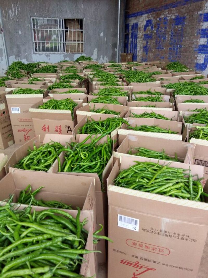 【精品】线椒青黄皮线椒青皮线椒二荆条15~20厘米特辣