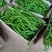 【精品】线椒青黄皮线椒青皮线椒二荆条15~20厘米特辣