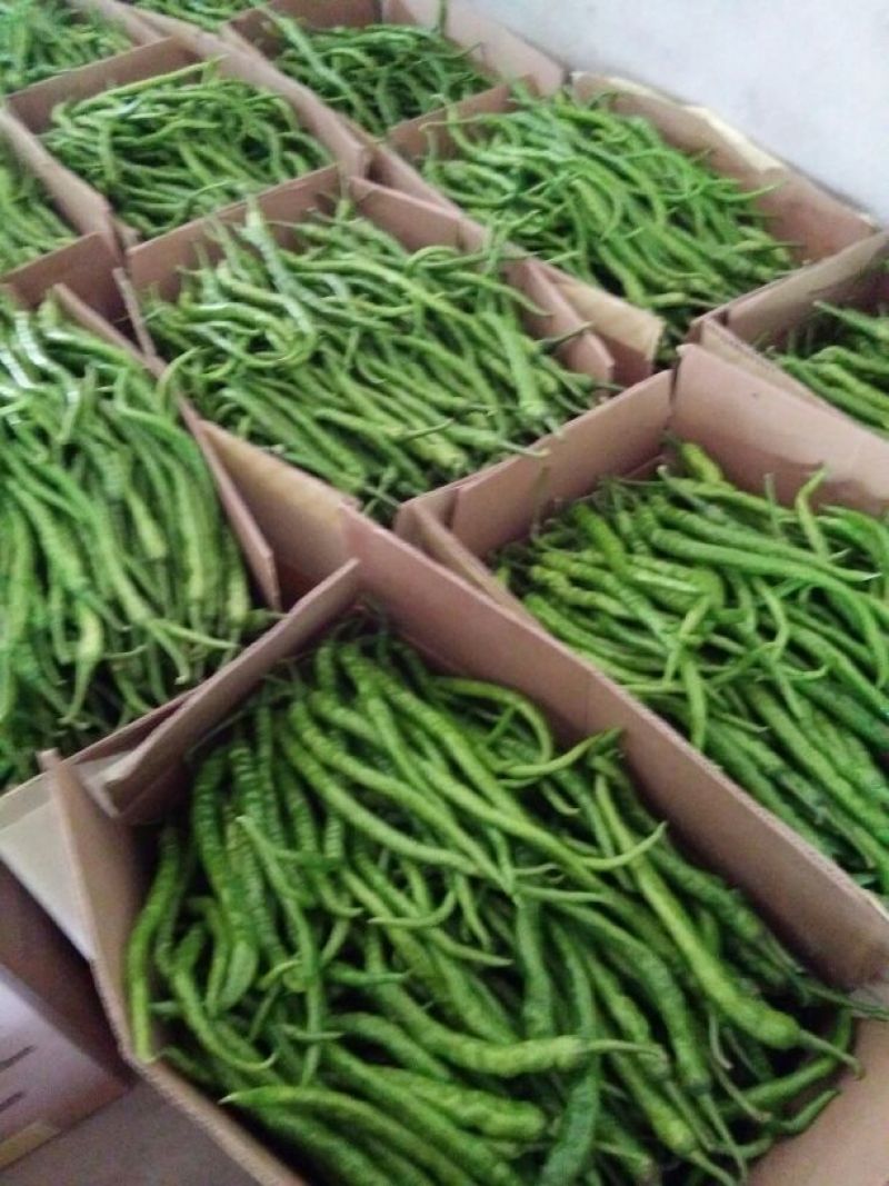 【精品】线椒青黄皮线椒青皮线椒二荆条15~20厘米特辣