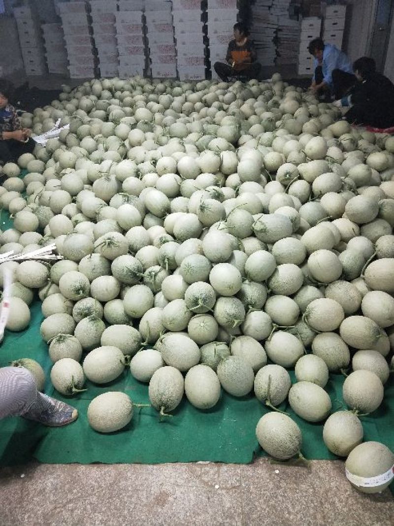 网纹瓜基地直供山东产区