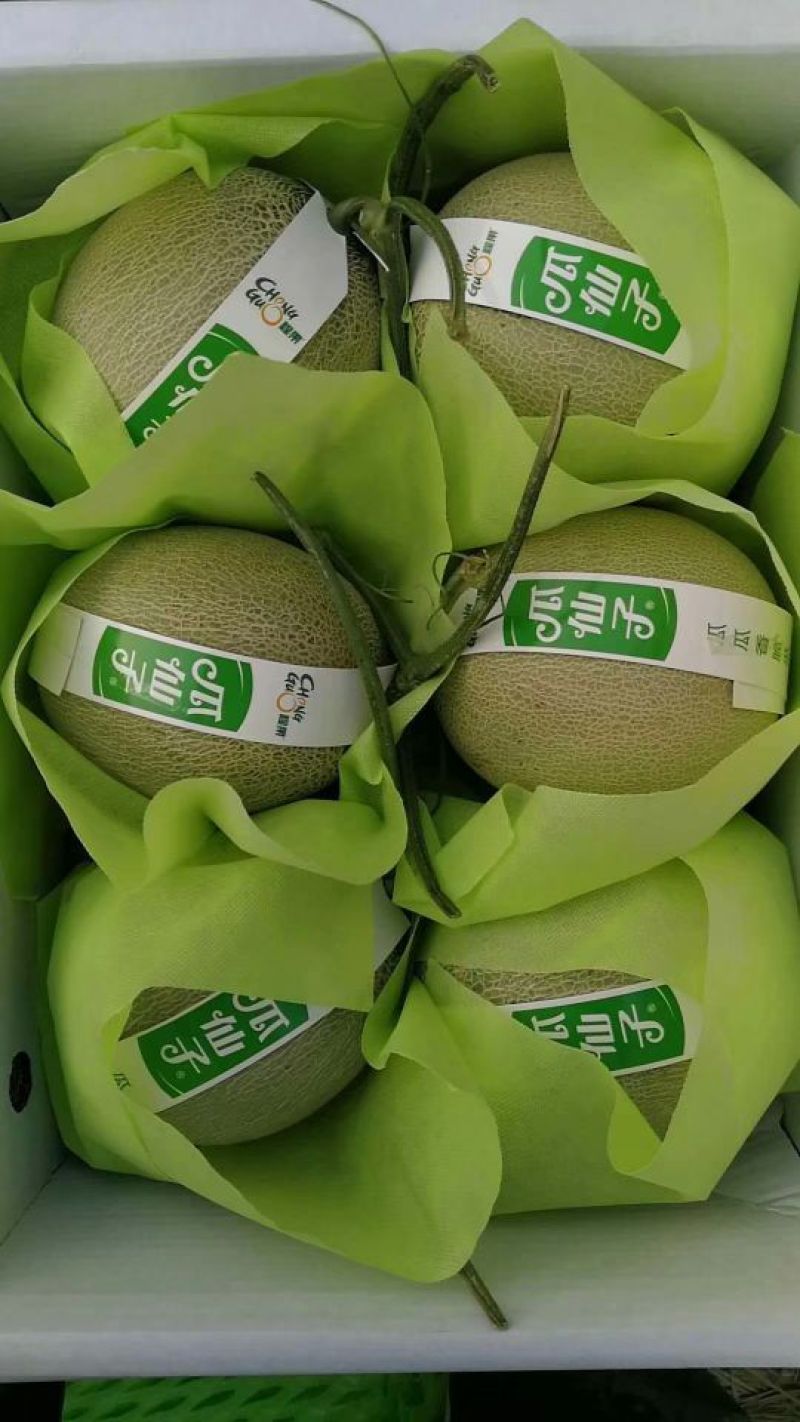 网纹瓜基地直供山东产区