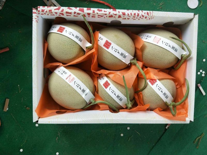 网纹瓜基地直供山东产区