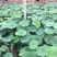 荷花30~40cm
