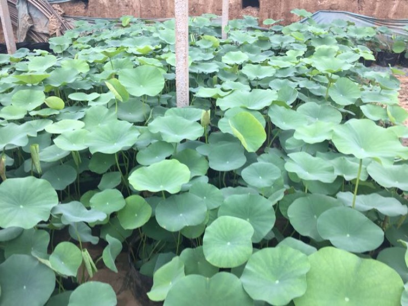 荷花30~40cm